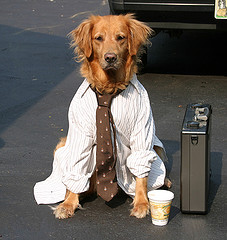 workingdog workingdog